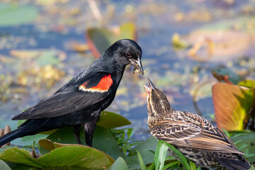 Male red-winged blackbird feeding a female while they are standing on some lily pads with blurry vegetation filled water in the background