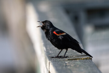 Male red-winged standing on a wood railing calling out