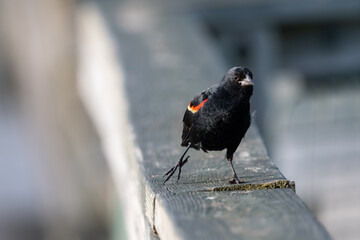 Male red-winged blackbird  strutting along a wooden railing