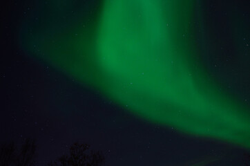 vibrant aurora borealis, northern lights over forest and trees in the arctic winter night