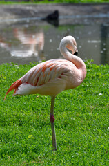 flamingo