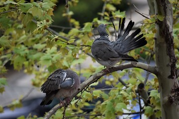 palomas