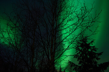 vibrant aurora borealis, northern lights over forest and trees in the arctic winter night