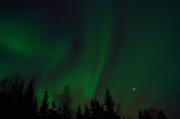 Fototapeta na wymiar vibrant aurora borealis, northern lights over forest and trees in the arctic winter night