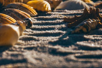 seashells and starfish on the beach