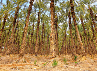 Fototapeta premium Date palm trees plantation. Cultivated palms grow on irrigated ground in sunny day