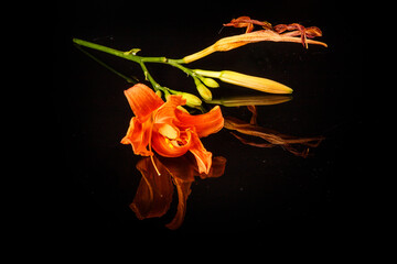 closeup branch with orange lily flower served on black mirror surface with reflection