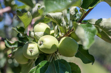 Grüne Äpfel reifen und wachsen im Sonnenschein an einem Apfelbaum