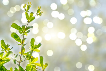 Fototapeta premium Green leaves blurred background with beautiful bokeh.