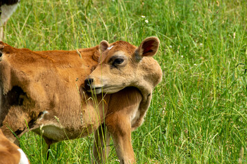 Calves 12