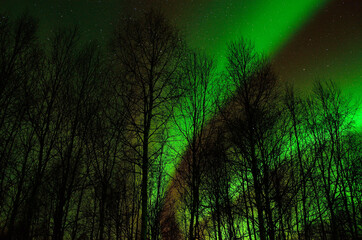 Strong vivid and vibrant aurora borealis on the night sky over cold frozen forest in december