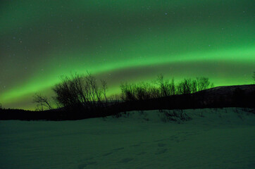 Strong vivid and vibrant aurora borealis on the night sky over cold frozen forest in december