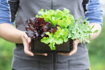 Farmer is holding in hands a wooden box container with lettuce and arugula leaves close up.