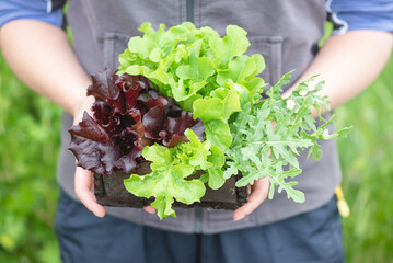 Farmer is holding in hands a wooden box container with lettuce and arugula leaves close up.