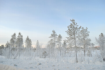 thick ice cover trees and plants in arctic circle after extreme cold with blue sky and snow