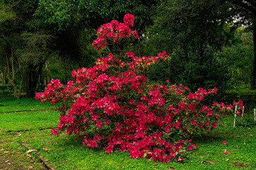 Shrub of red flowers in a park in the afternoon.