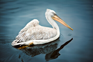 Pelican swims on the water