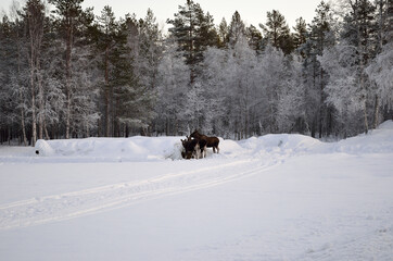 moose mother and two calfs feeding on hay bale in extreme cold snowy winter with frost covered forest in background
