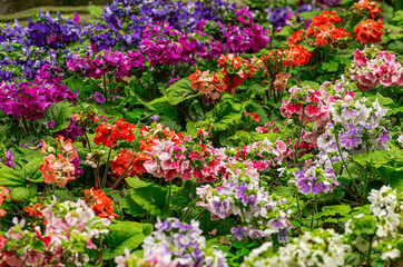 Blue, purple, red and white flowers planted in the field.