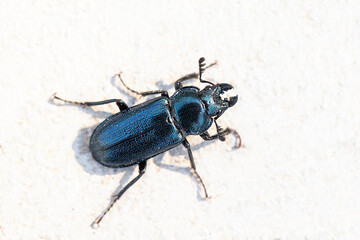 Beautiful glitter beetle on a white background. Lucanus cervus. Close up.