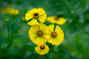 Helenium autumnale common sneezeweed in bloom, bunch of yellow brown flowering flowers