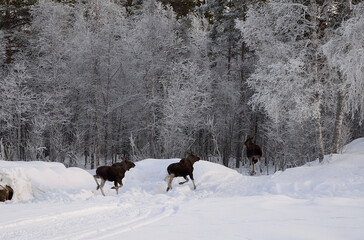 moose mother and two calfs running into the frost covered forest in the arctic circle