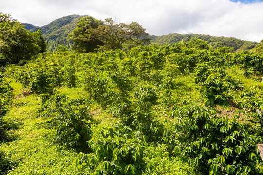 Costa Rica Coffee Plantation In The San Jose Hills