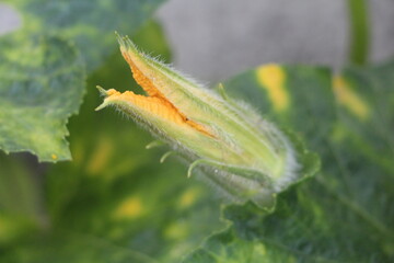 flower with open mouth