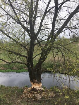 tree on the lake © Liubov