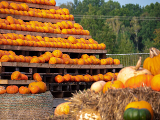 A close up of the pumpkins. Pumpkins on the pyramid in the background. Colourful Pumpkins for sale.