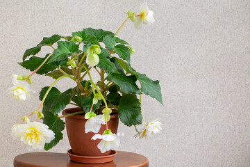 Beautiful begonia with terry white flowers in a pot on a wooden stand