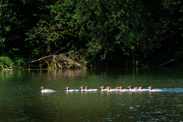 Parade der G&auml;nses&auml;ger