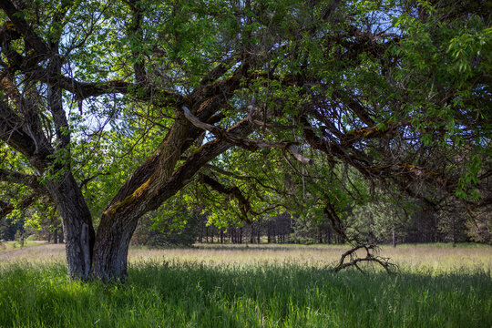 Farragut State Park