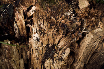 Wooden texture background. Texture of tree stump vintage background. Texture and pattern of old dark brown wood. Old wood concept in vintage tone