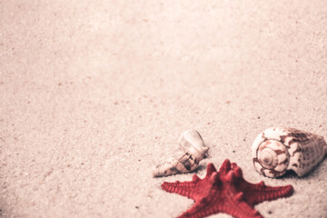 seashells and starfish in sand on a beach