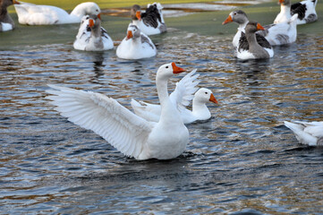 The geese swim in the river