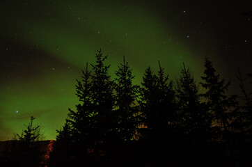 Aurora borealis, northern light over spruce tree fores at night in northern Norway