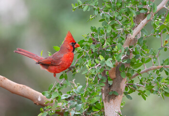 Male Northern Cardinal in Southern Florida