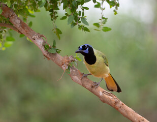 Beautiful Green Jay in southern Texas USA