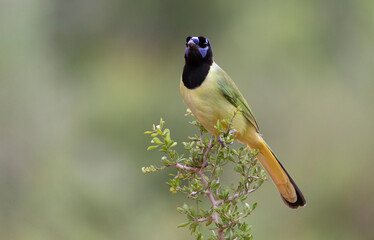 Beautiful Green Jay in southern Texas USA
