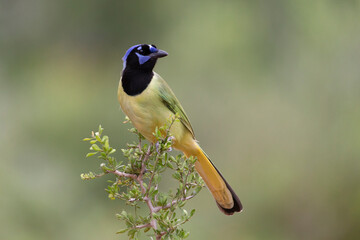 Beautiful Green Jay in southern Texas USA