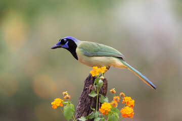 Beautiful Green Jay in southern Texas USA