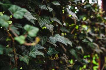 View of the ivy growing by the fence. The concept of decorating the garden.