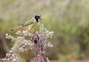 Beautiful Green Jay in southern Texas USA