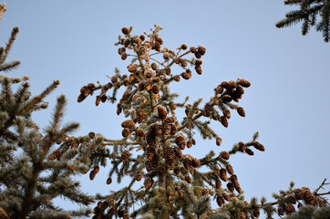 vibrant green spruce tree forest with brown cones covered in thick frost in the winter