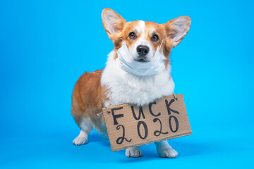 Portrait of smart welsh corgi pembroke dog in protective mask for not to spread dangerous virus, not infect others, on blue background holding cardboard placard with the inscription "fuck 2020".