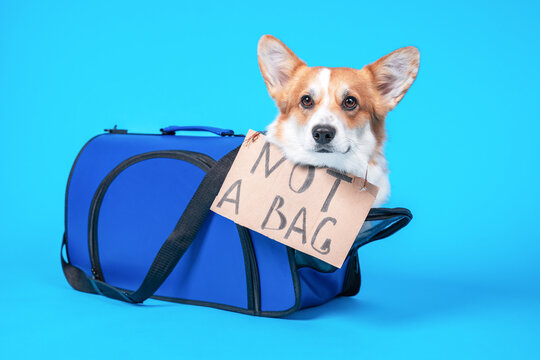 Corgi Sits  In Pet Carrier With Cardboard Sign And 