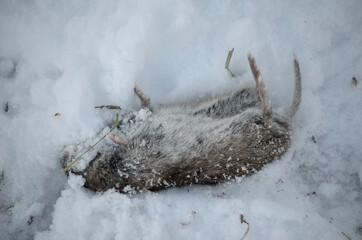 dead forest mouse on winter road side