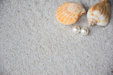 seashells with pearl on sand