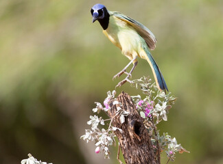 Beautiful Green Jay in southern Texas USA